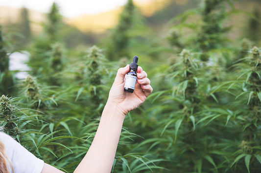 How is Rosebud CBD Oil Made?