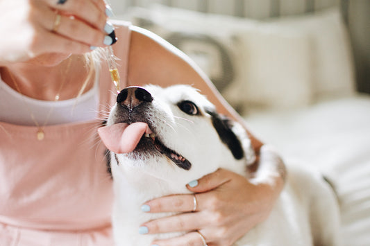 Everything You Need to Know About CBD for Pets